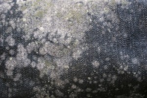 Upholstery Mold Prevention for Portland’s Rainy Season